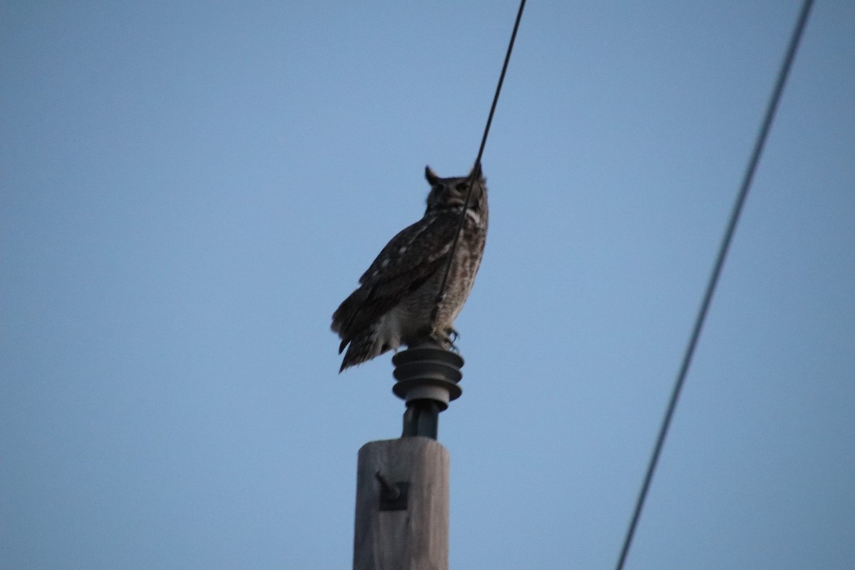 Great Horned Owl - ML647544101