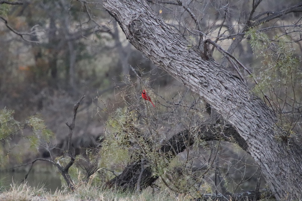 Cardinal rouge - ML647544117