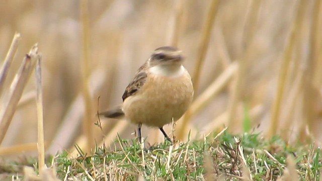 Siberian Stonechat - ML647544129