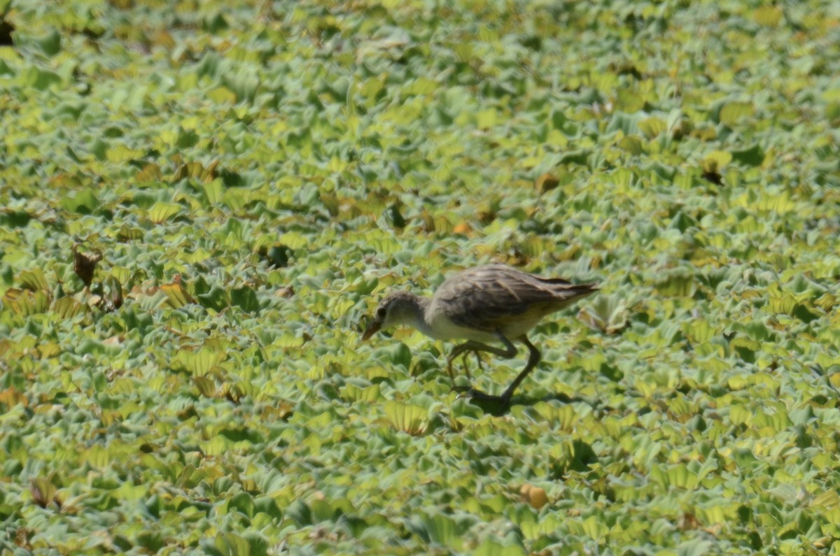 White-browed Crake - ML647544135