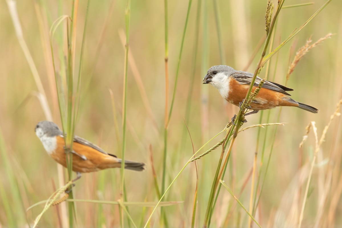 Sumpfspelzer - ML647544136