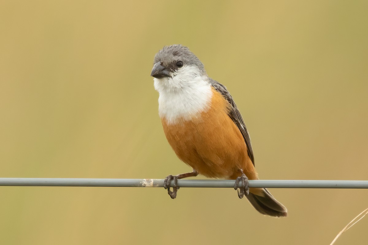 Sumpfspelzer - ML647544137