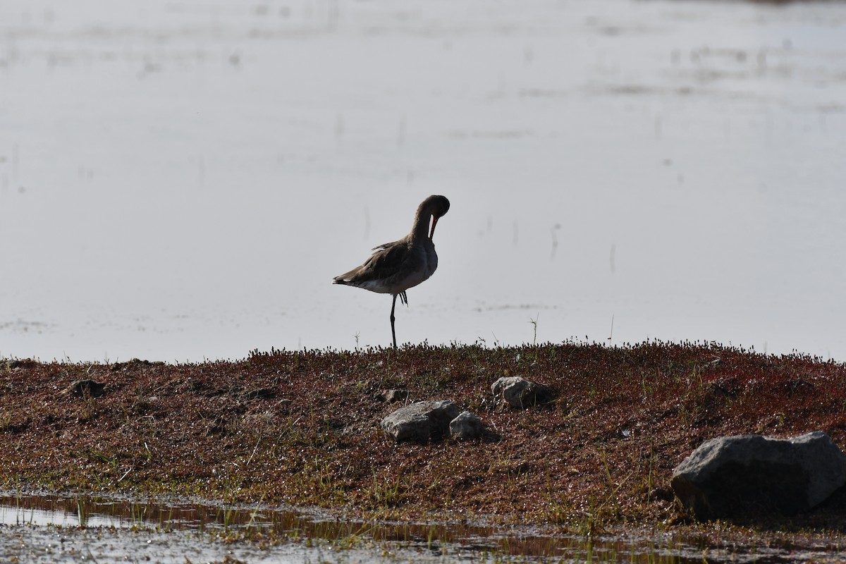 Aguja Colinegra - ML647544155