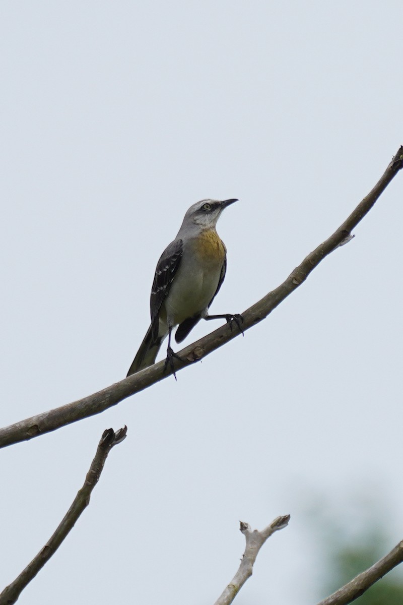 Tropikal Taklitçi - ML647544176