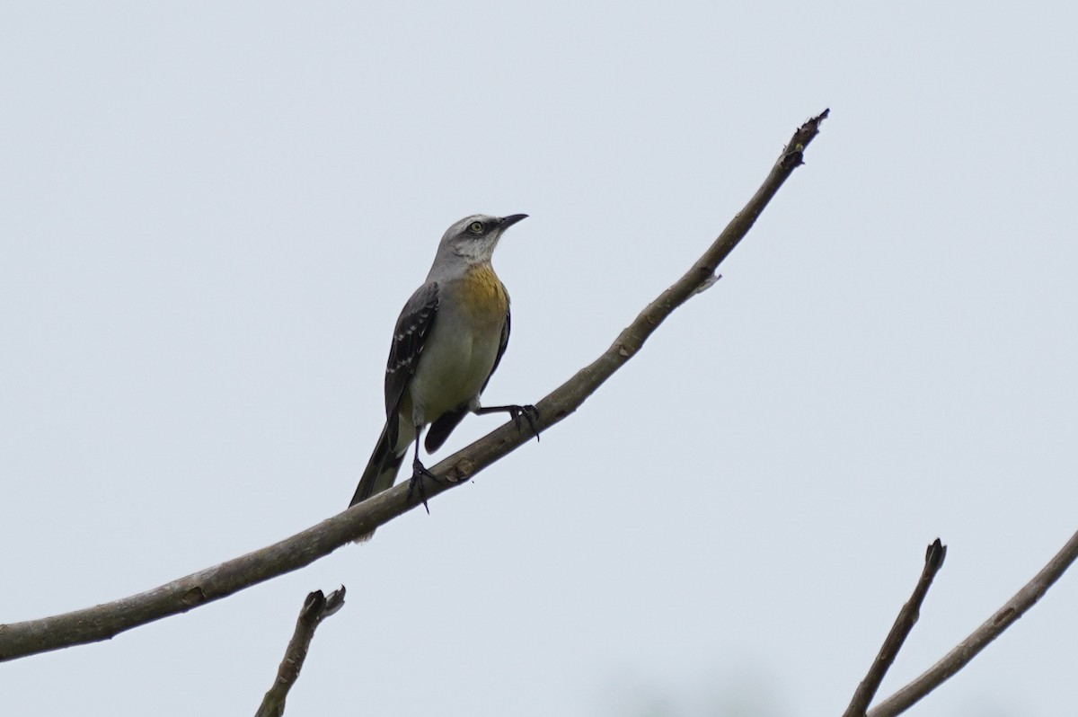 Tropikal Taklitçi - ML647544177