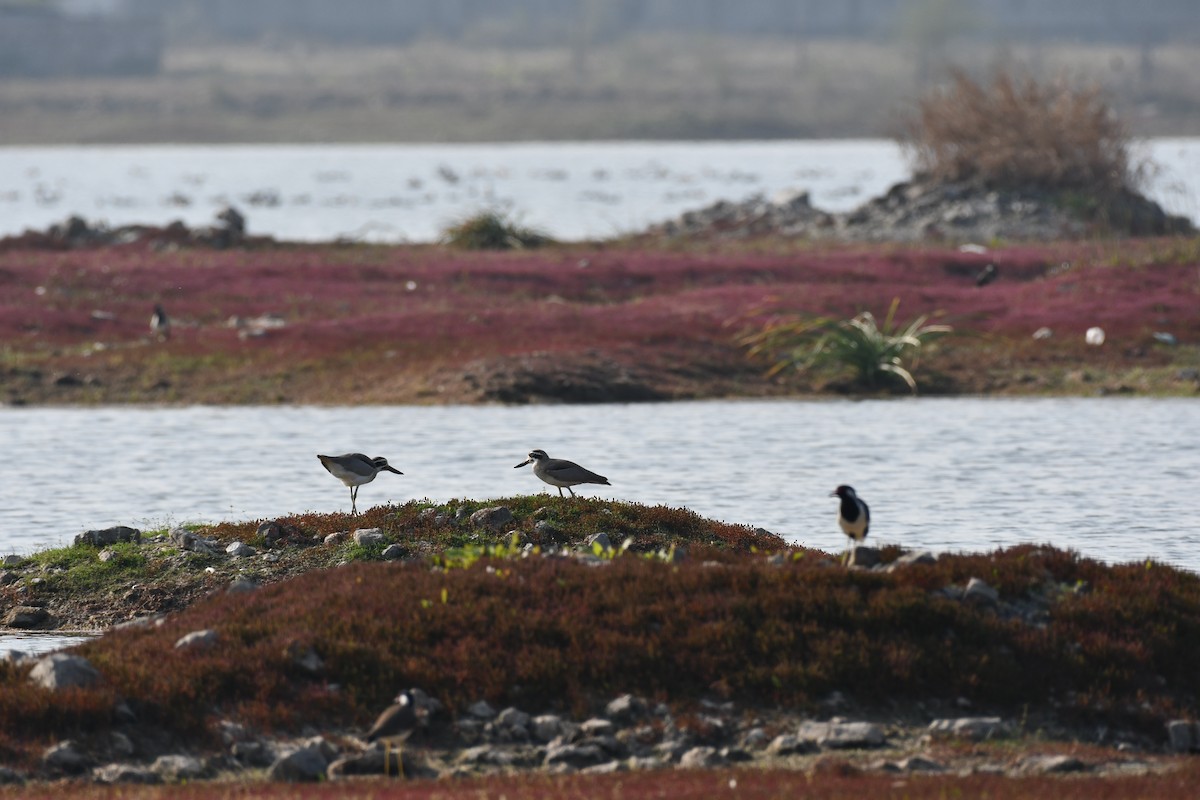 Alcaraván Piquigrueso Indio - ML647544193