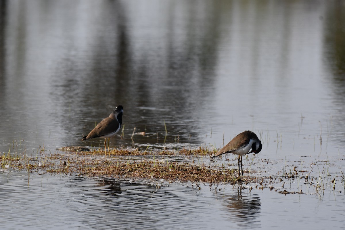 Avefría India - ML647544200