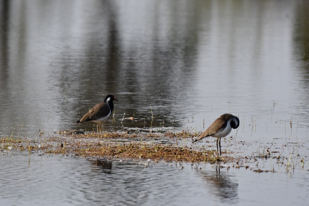 Avefría India - ML647544201