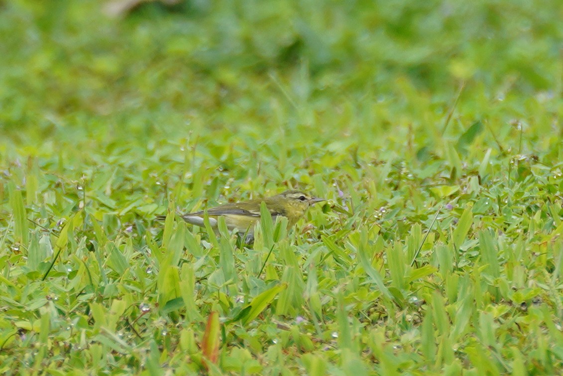 Червоїд світлобровий - ML647544211