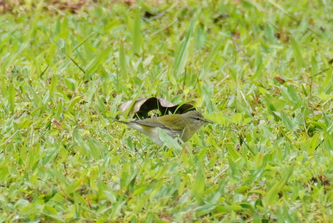 Червоїд світлобровий - ML647544212