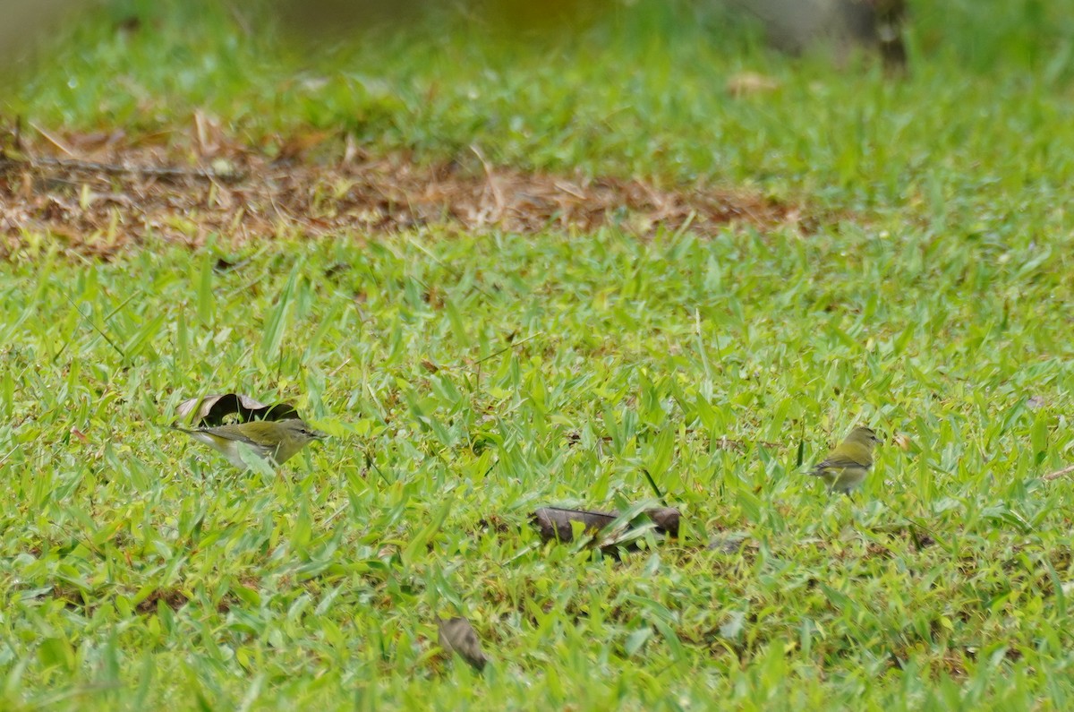 Червоїд світлобровий - ML647544213