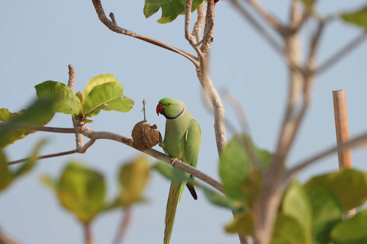 Cotorra de Kramer - ML647544220