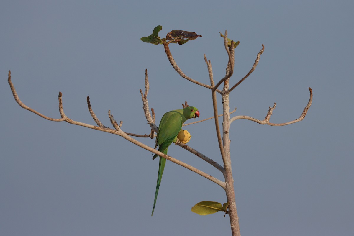 Cotorra de Kramer - ML647544222