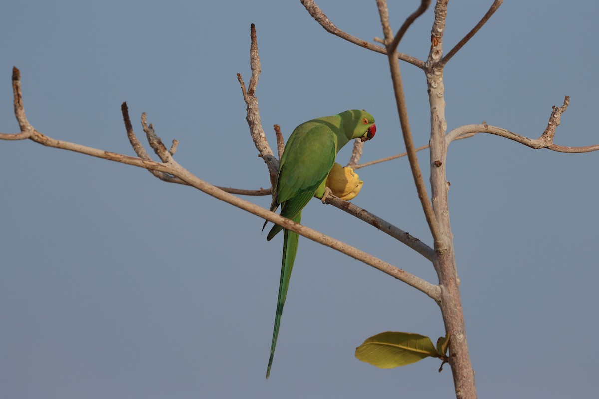 Cotorra de Kramer - ML647544224