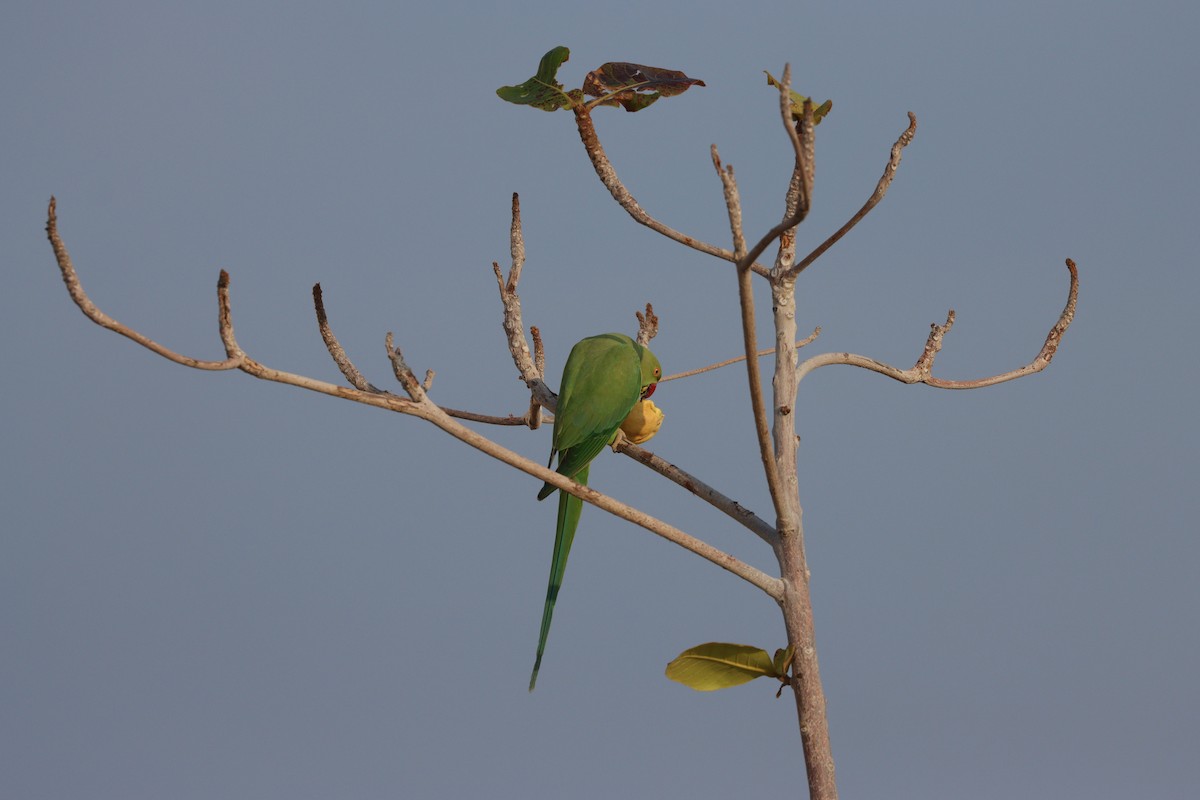 Cotorra de Kramer - ML647544225