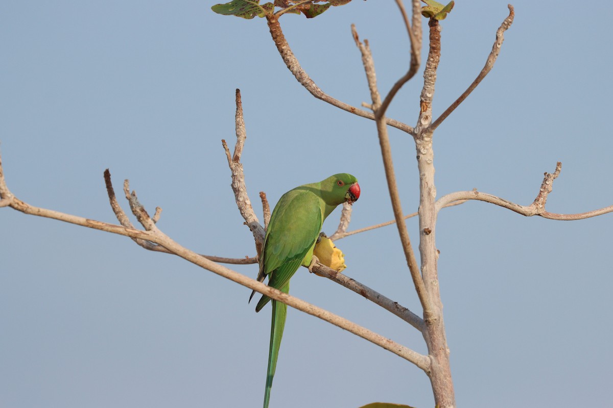 Cotorra de Kramer - ML647544227