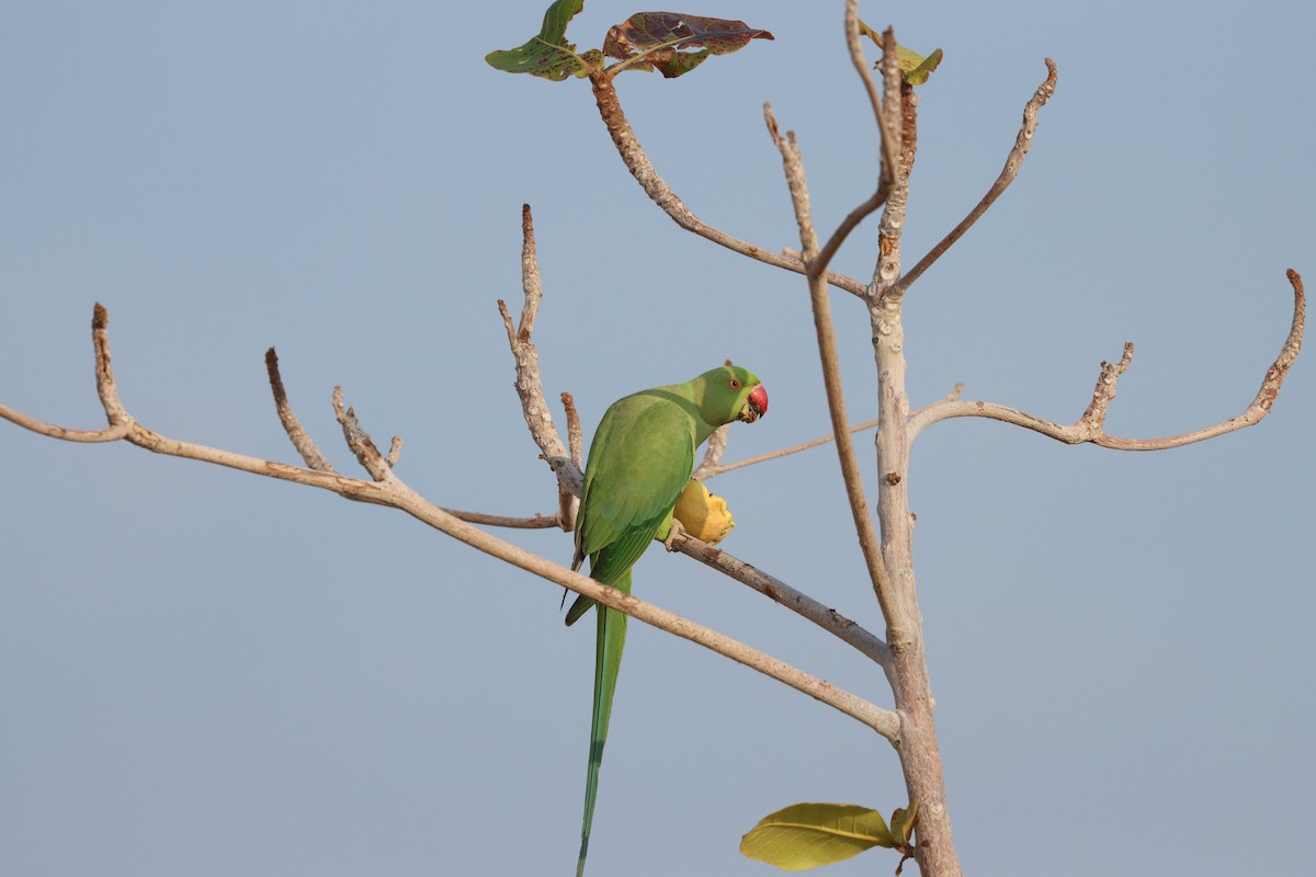 Cotorra de Kramer - ML647544228