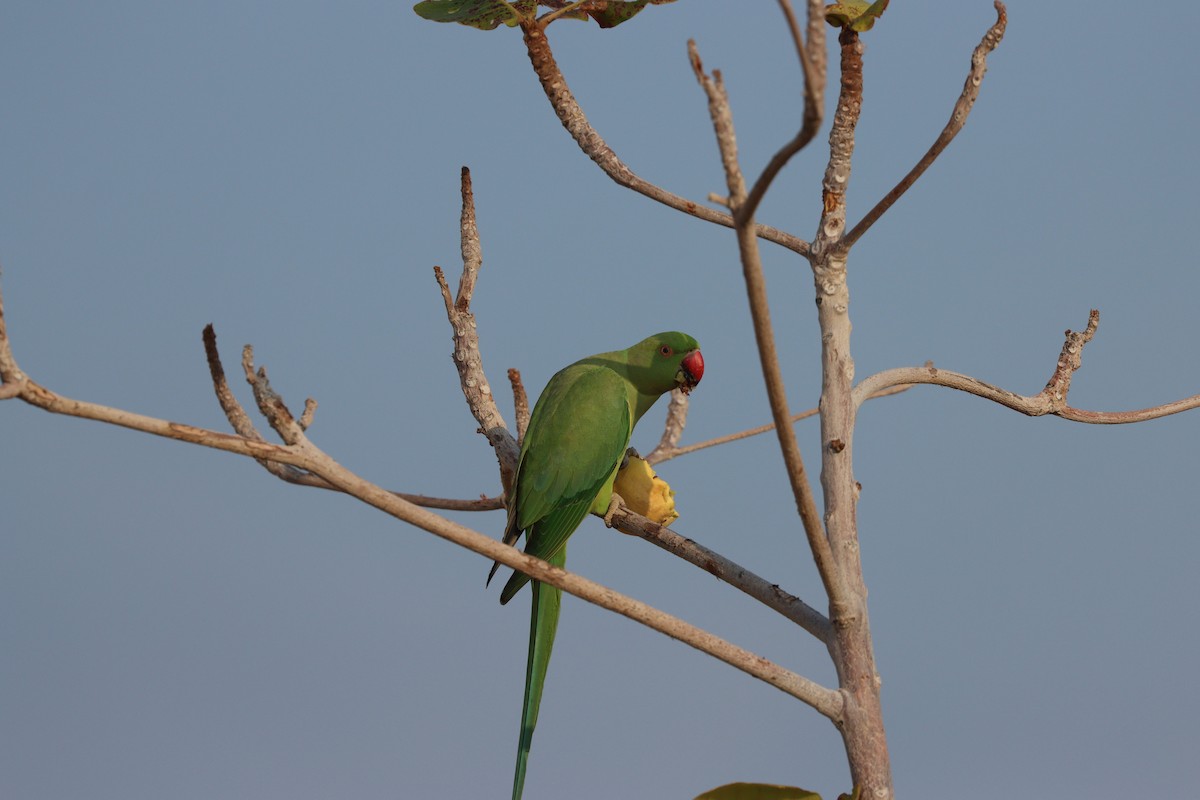 Cotorra de Kramer - ML647544229