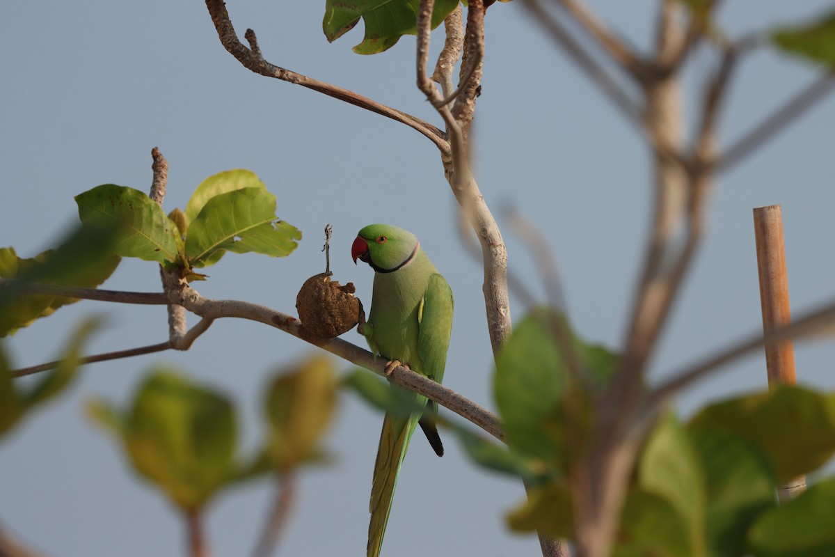 Cotorra de Kramer - ML647544230