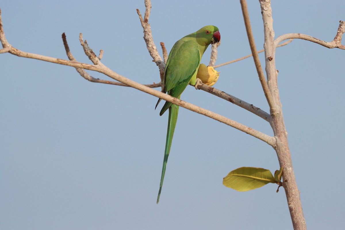 Cotorra de Kramer - ML647544232