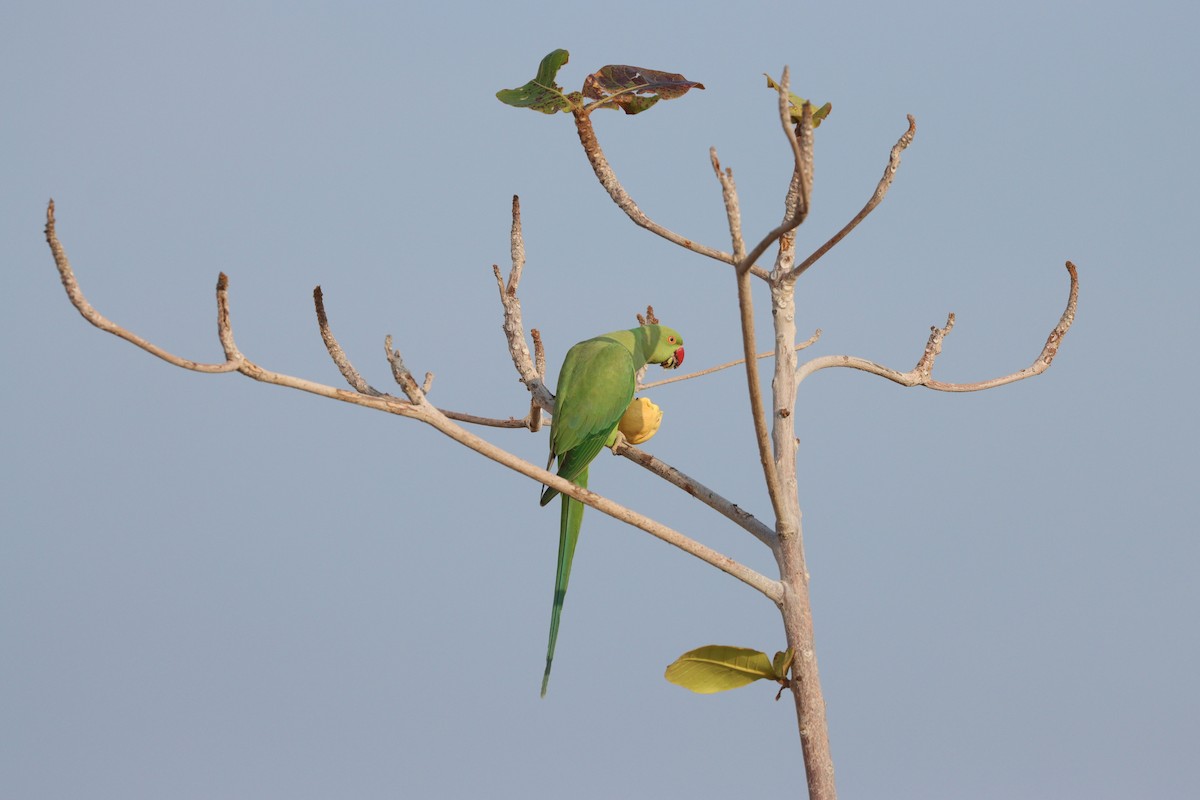 Cotorra de Kramer - ML647544234