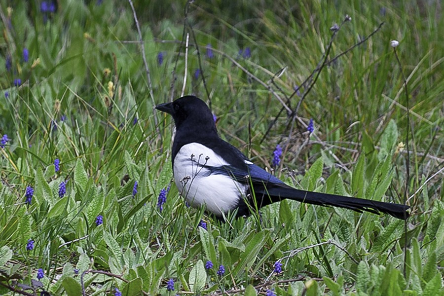 Urraca Común - ML647544236