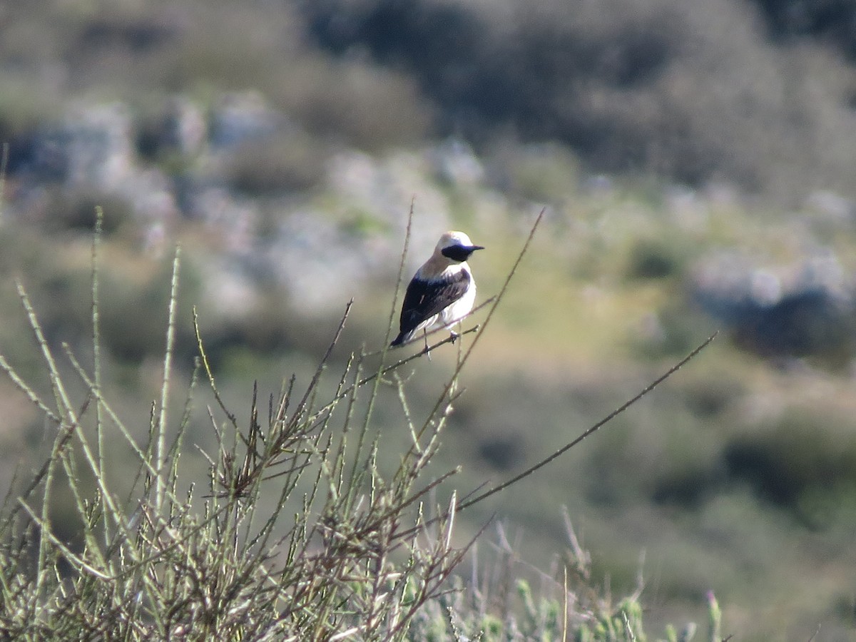 Collalba Rubia Occidental - ML647544237