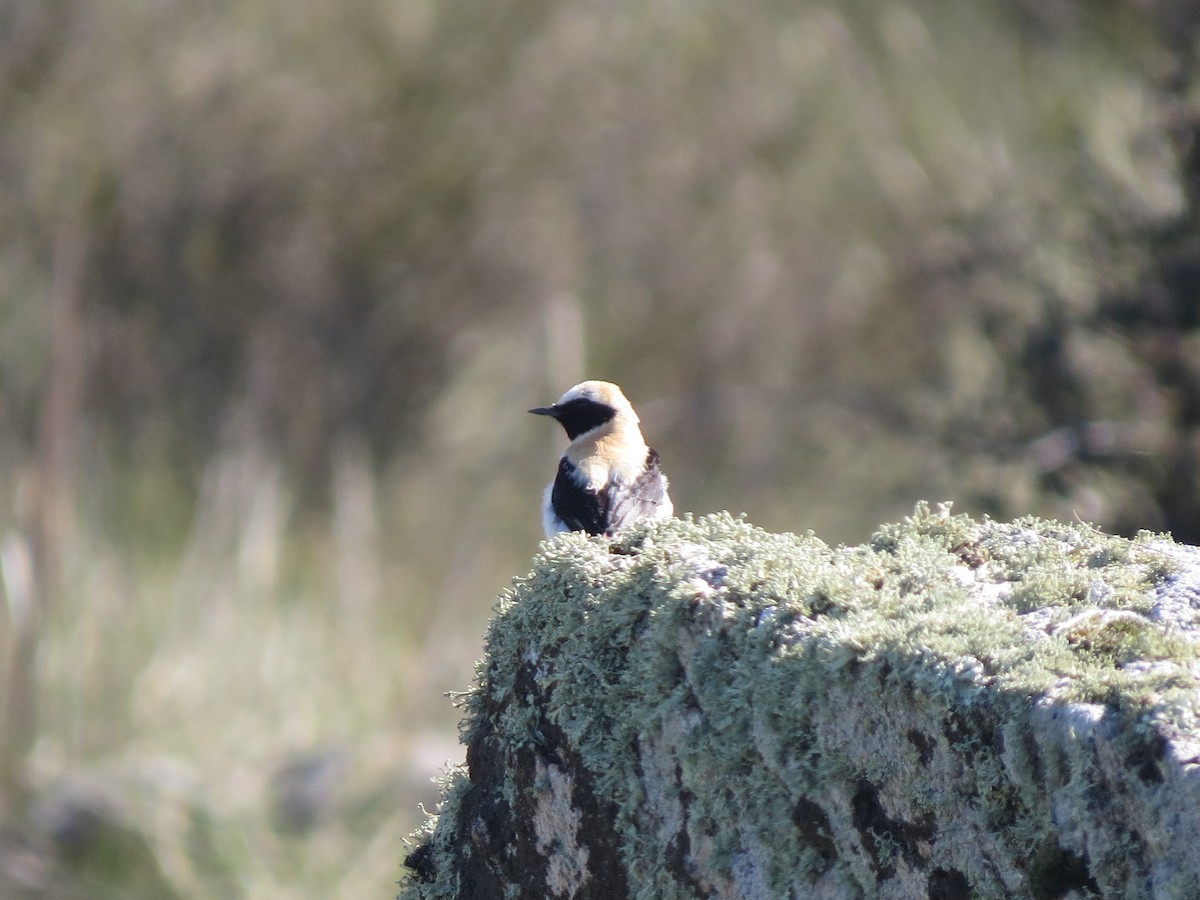 Collalba Rubia Occidental - ML647544238