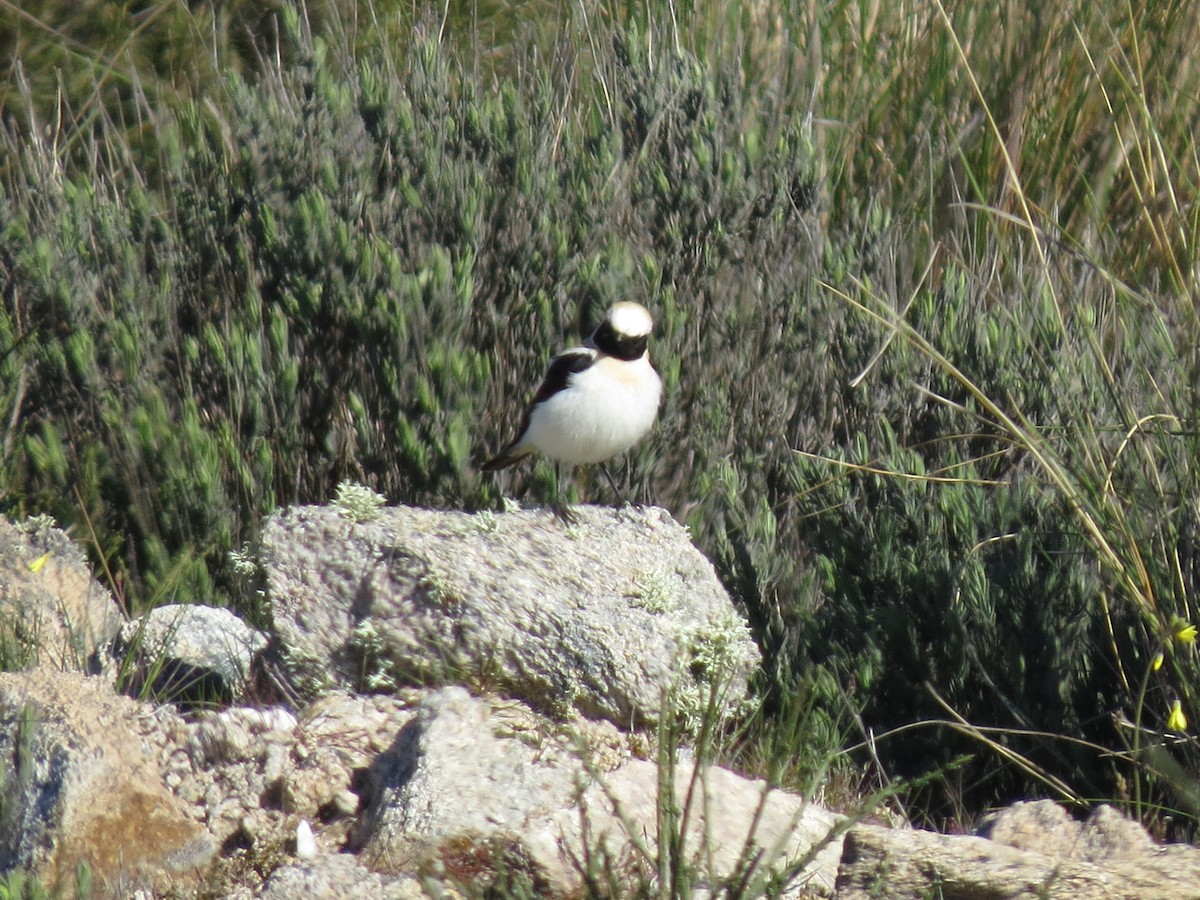 Collalba Rubia Occidental - ML647544239