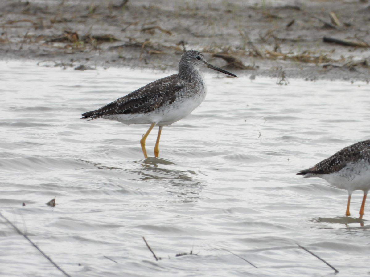 Archibebe Patigualdo Grande - ML647544240