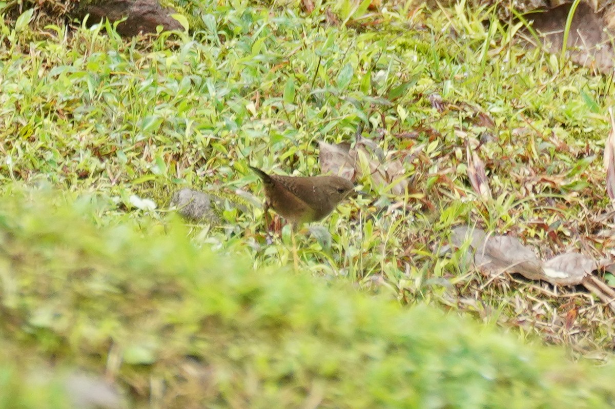 Chochín Criollo Sureño - ML647544241