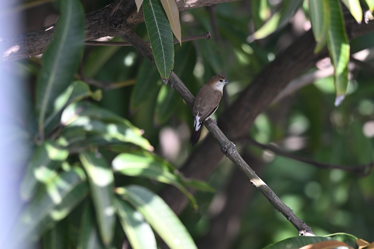 Capuchino Picoplata Indio - ML647544243