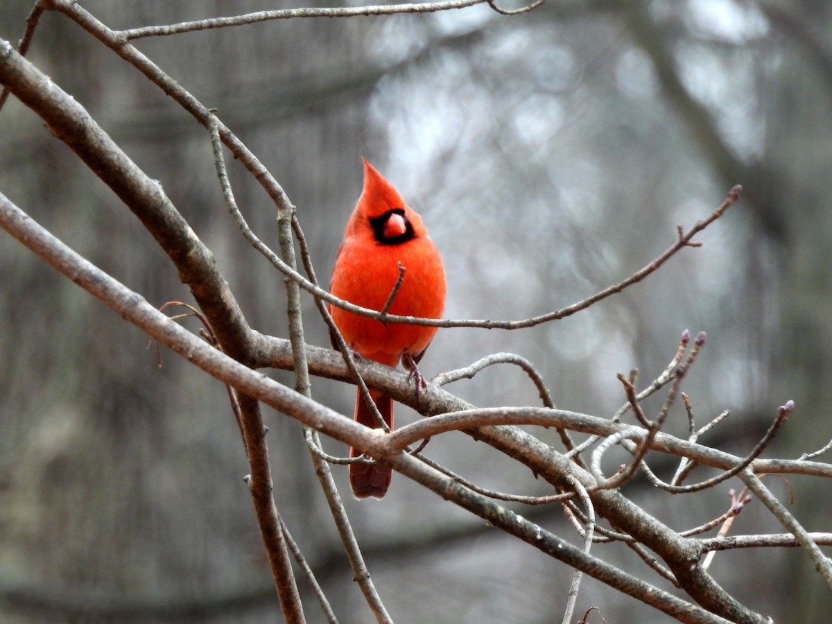 Cardenal Norteño - ML647544246