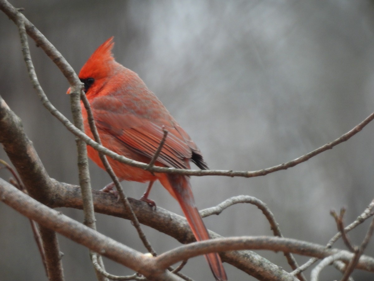 Cardenal Norteño - ML647544249