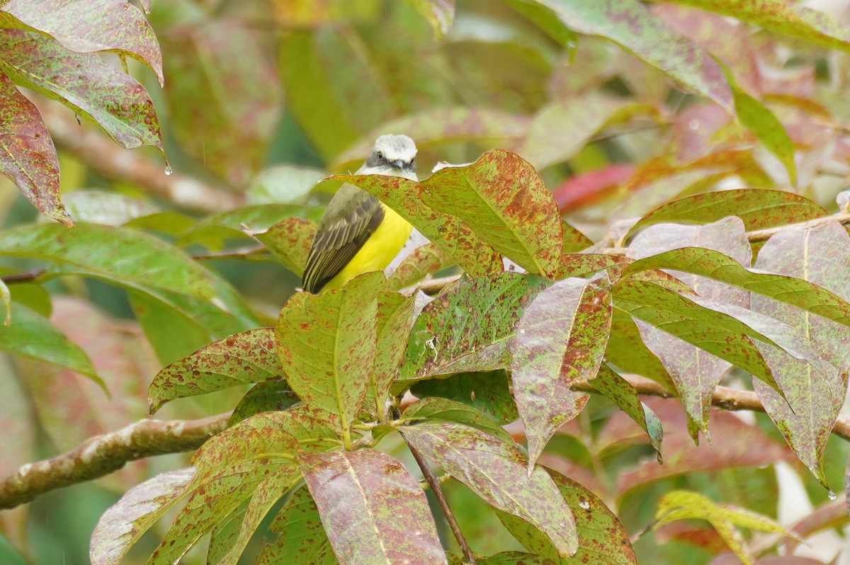 Bienteveo Cabecigrís - ML647544251