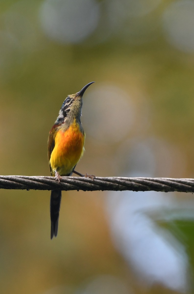 Suimanga Coliverde - ML647544252