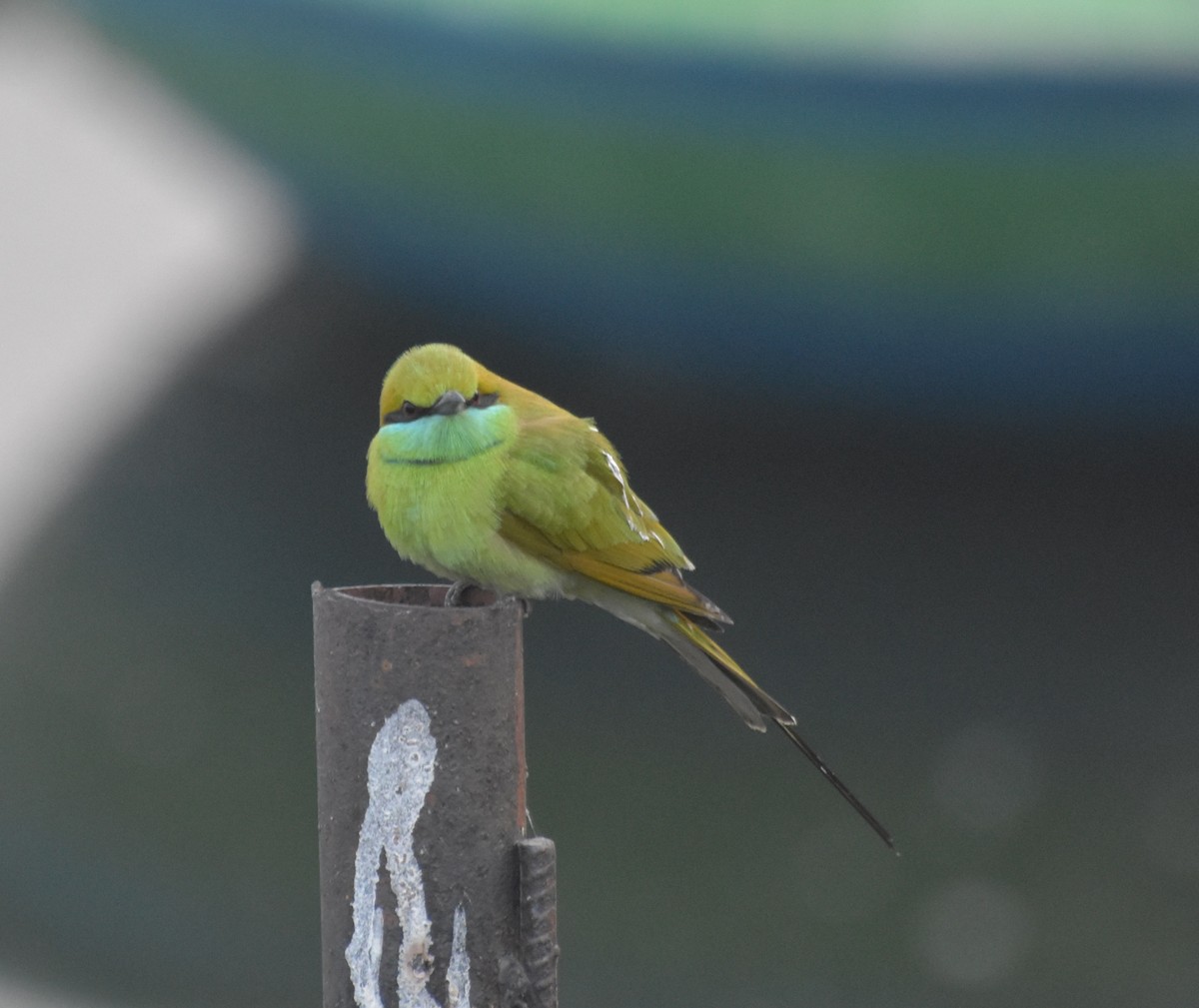 Abejaruco Esmeralda Oriental - ML647544254