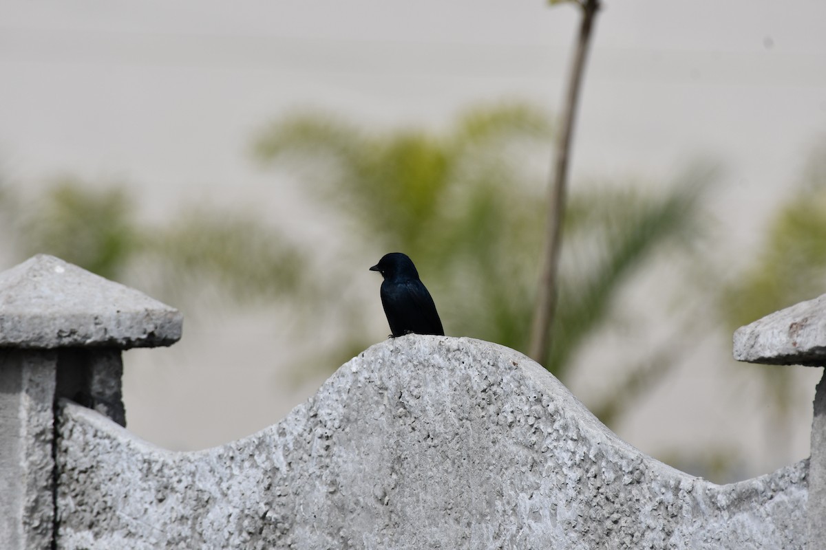 Black Drongo - ML647544304