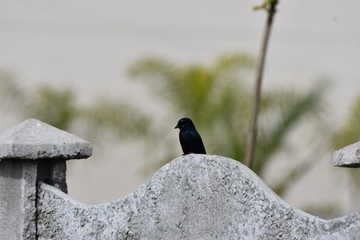 Black Drongo - ML647544305