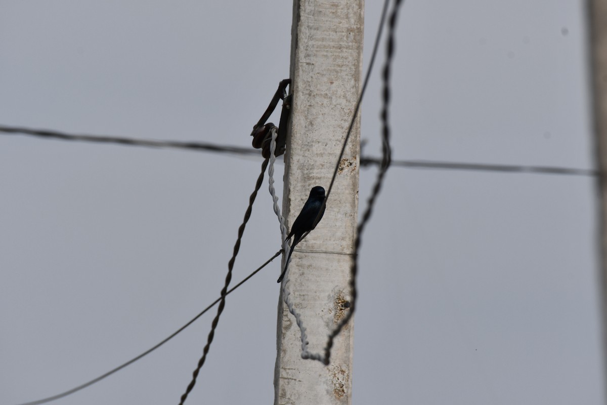 Black Drongo - ML647544306