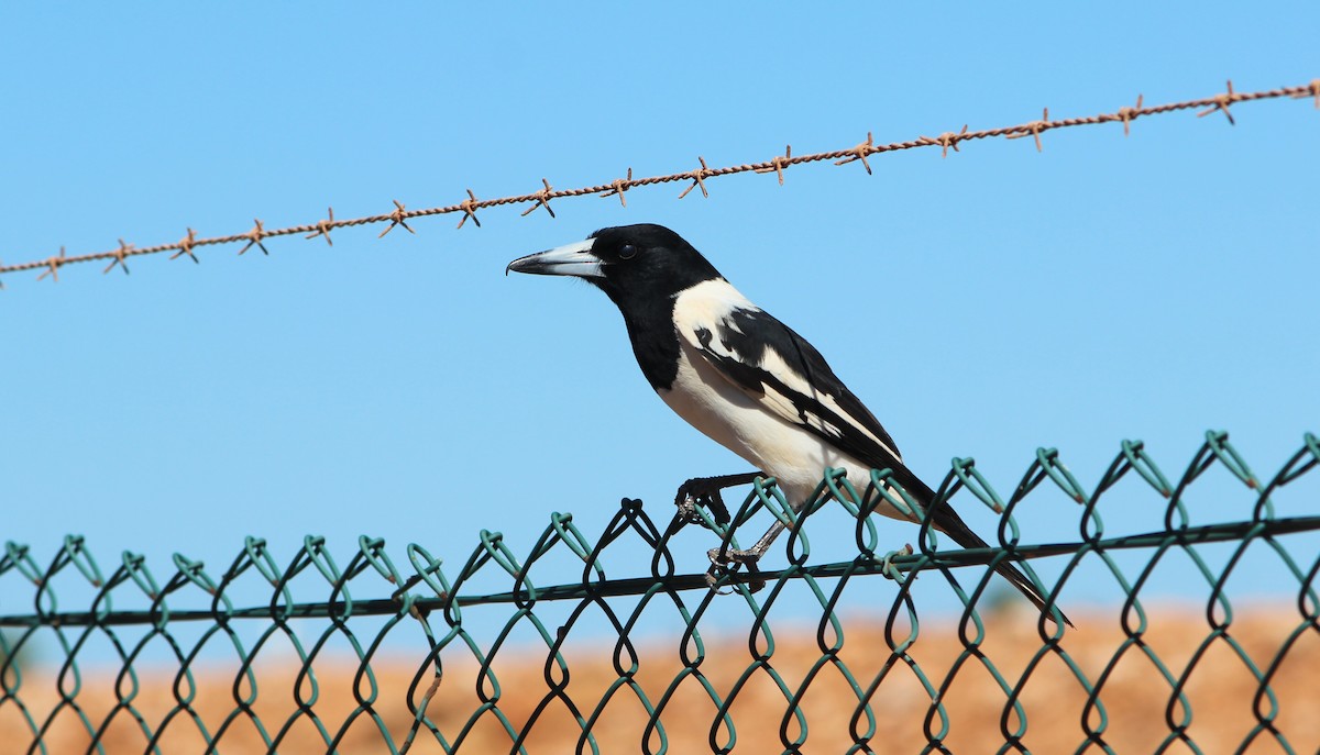 Pied Butcherbird - ML647544327