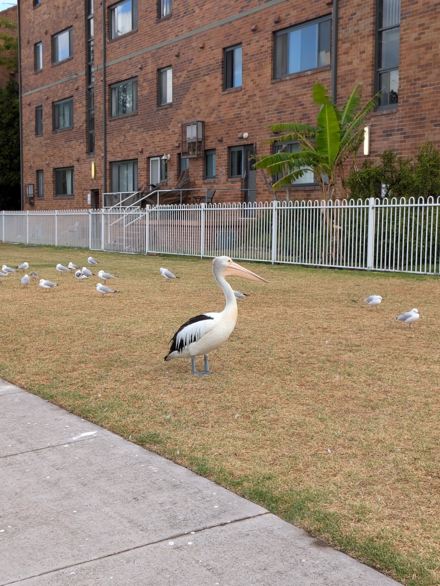 Australian Pelican - ML647544335