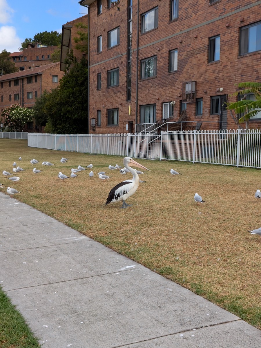 Australian Pelican - ML647544336