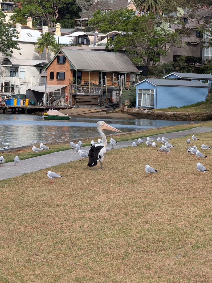 Australian Pelican - ML647544338