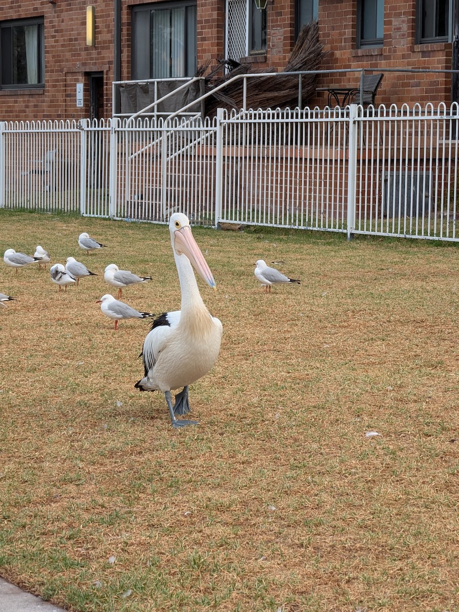 Australian Pelican - ML647544339