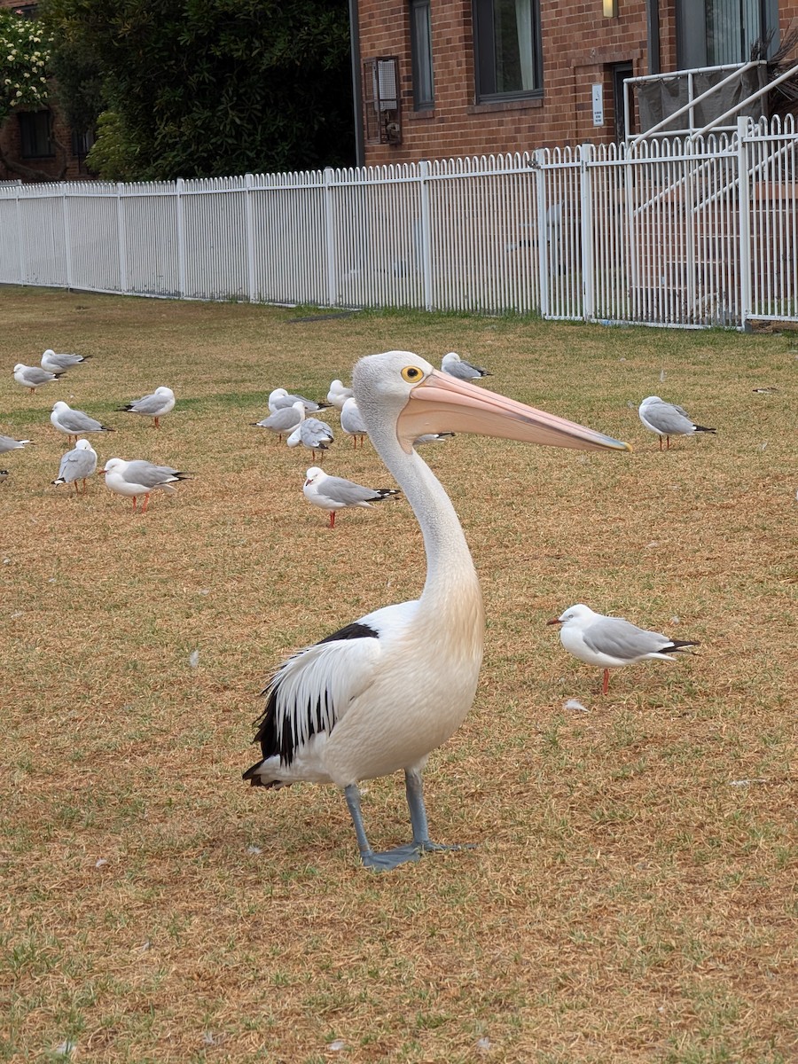 Australian Pelican - ML647544340