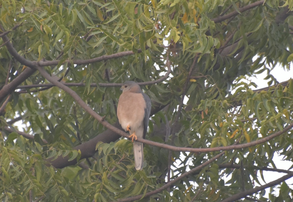 Shikra - ML647544341