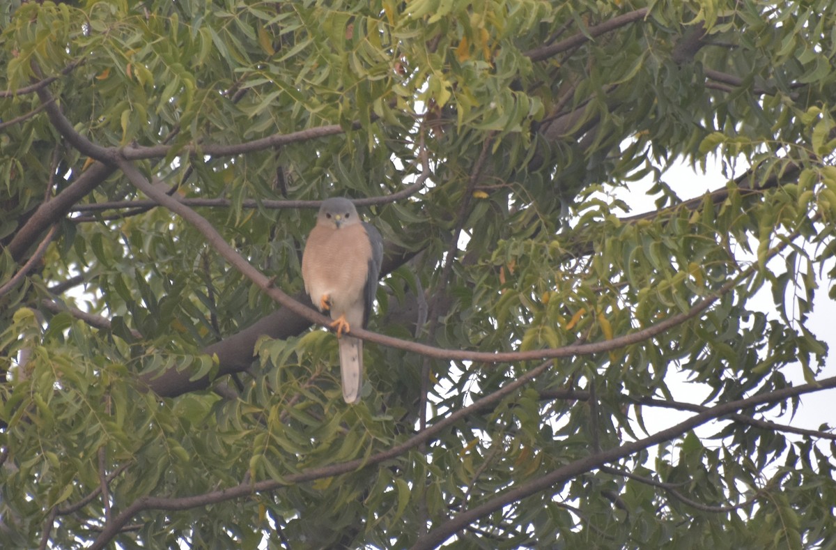 Shikra - ML647544342