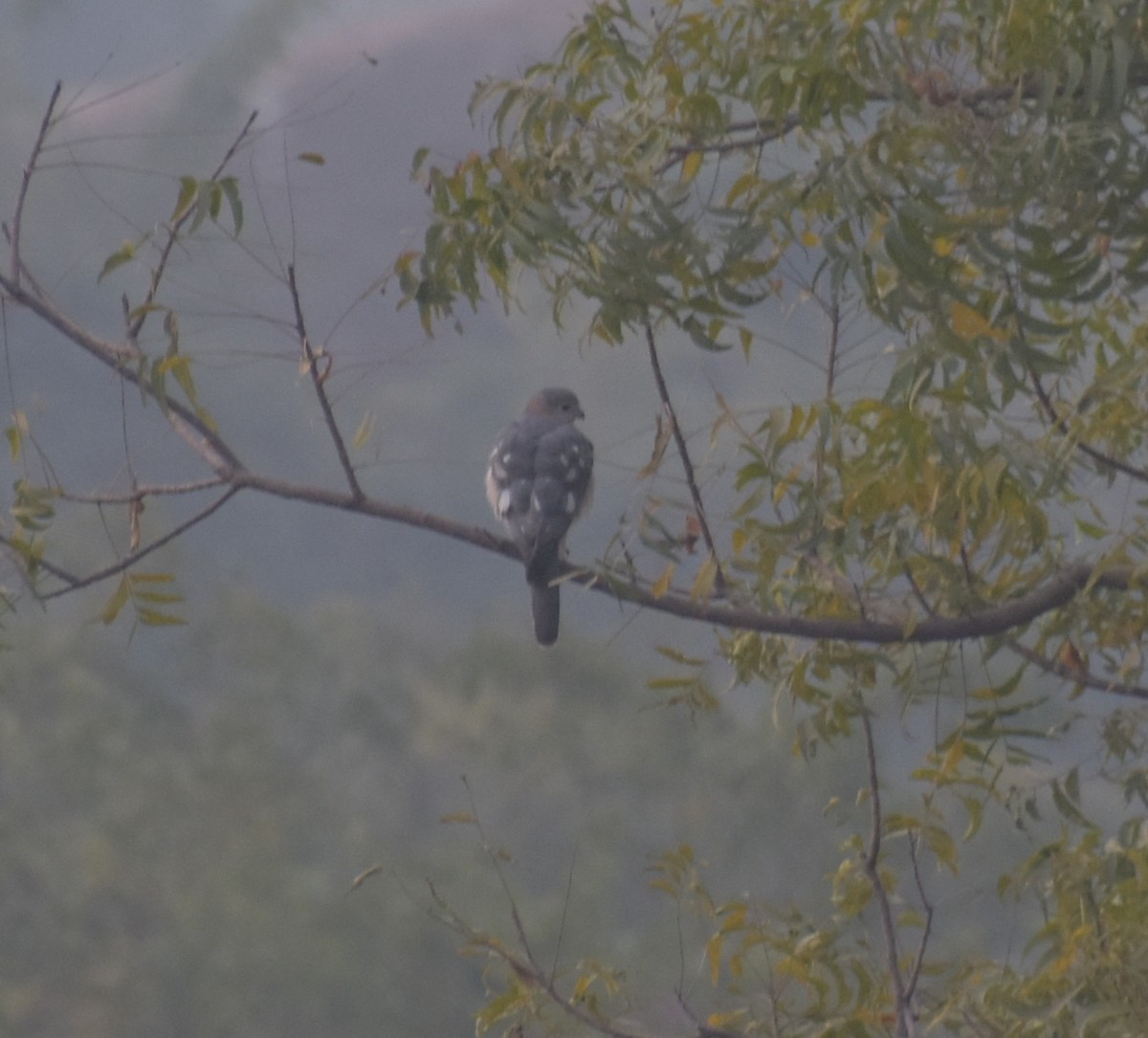 Shikra - ML647544343