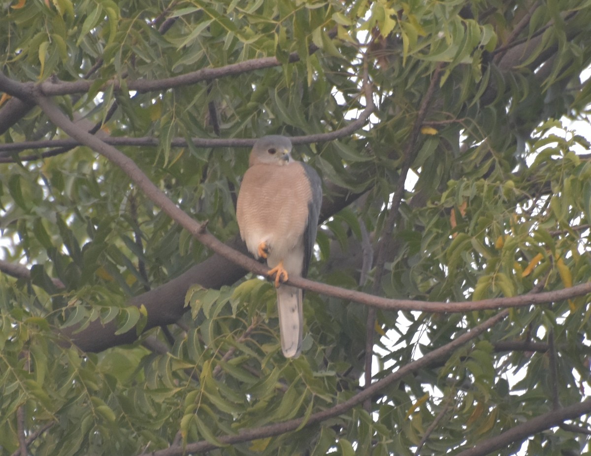 Shikra - ML647544344